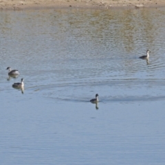 Poliocephalus poliocephalus at Gordon, ACT - 24 Apr 2018