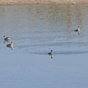 Poliocephalus poliocephalus at Gordon, ACT - 24 Apr 2018