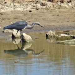 Ardea pacifica (White-necked Heron) at Gordon, ACT - 24 Apr 2018 by RodDeb