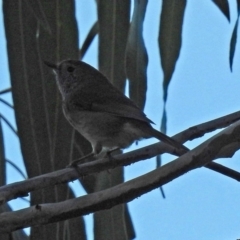 Acanthiza pusilla (Brown Thornbill) at Tidbinbilla Nature Reserve - 24 Apr 2018 by RodDeb