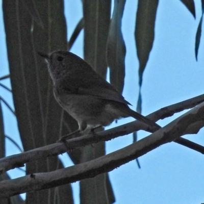 Acanthiza pusilla (Brown Thornbill) at Tidbinbilla Nature Reserve - 24 Apr 2018 by RodDeb