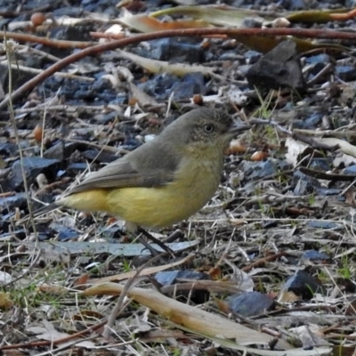 Acanthiza reguloides (Buff-rumped Thornbill) at Paddys River, ACT - 24 Apr 2018 by RodDeb