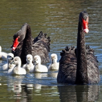 Cygnus atratus (Black Swan) at Gordon Pond - 24 Apr 2018 by RodDeb