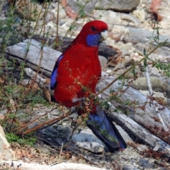 Platycercus elegans (Crimson Rosella) at Tidbinbilla Nature Reserve - 24 Apr 2018 by RodDeb