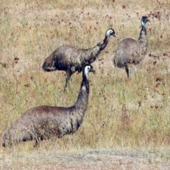 Dromaius novaehollandiae (Emu) at Paddys River, ACT - 24 Apr 2018 by RodDeb