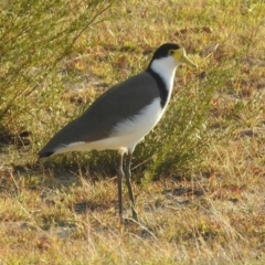 Vanellus miles (Masked Lapwing) at Paddys River, ACT - 24 Apr 2018 by RodDeb