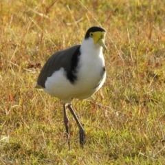 Vanellus miles at Paddys River, ACT - 24 Apr 2018