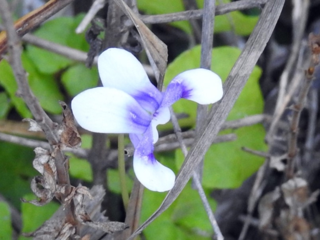 Viola hederacea at Paddys River, ACT - 24 Apr 2018