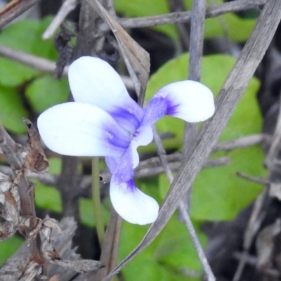 Viola hederacea (Ivy-leaved Violet) at Paddys River, ACT - 24 Apr 2018 by RodDeb