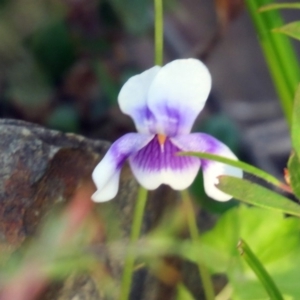 Viola hederacea at Paddys River, ACT - 24 Apr 2018