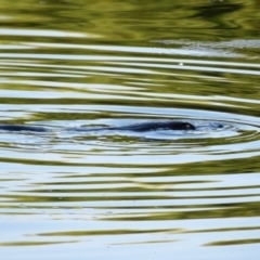 Ornithorhynchus anatinus (Platypus) at Paddys River, ACT - 24 Apr 2018 by RodDeb