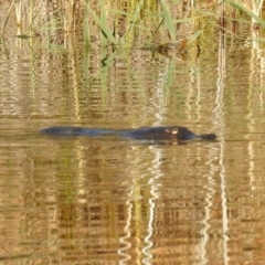 Ornithorhynchus anatinus at Paddys River, ACT - 24 Apr 2018