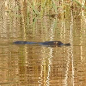 Ornithorhynchus anatinus at Paddys River, ACT - 24 Apr 2018