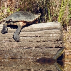 Chelodina longicollis (Eastern Long-necked Turtle) at Paddys River, ACT - 24 Apr 2018 by RodDeb