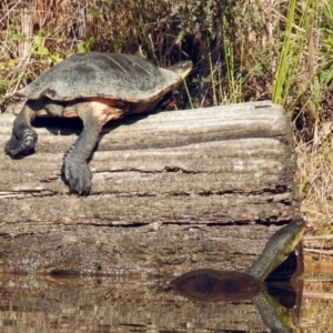 Chelodina longicollis at Paddys River, ACT - 24 Apr 2018