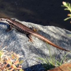 Eulamprus heatwolei (Yellow-bellied Water Skink) at Tidbinbilla Nature Reserve - 24 Apr 2018 by RodDeb