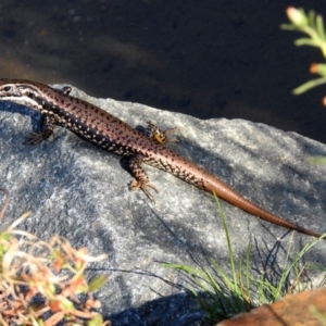 Eulamprus heatwolei at Paddys River, ACT - 24 Apr 2018