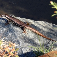 Eulamprus heatwolei (Yellow-bellied Water Skink) at Paddys River, ACT - 24 Apr 2018 by RodDeb