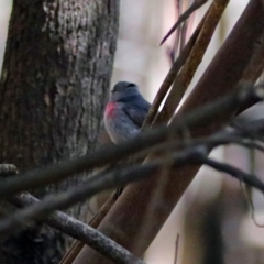 Petroica rosea (Rose Robin) at Paddys River, ACT - 7 Sep 2017 by RodDeb