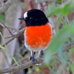 Petroica boodang (Scarlet Robin) at Tidbinbilla Nature Reserve - 24 Apr 2018 by RodDeb