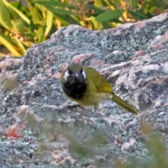 Nesoptilotis leucotis (White-eared Honeyeater) at Paddys River, ACT - 24 Apr 2018 by RodDeb