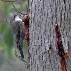 Cormobates leucophaea at Paddys River, ACT - 24 Apr 2018