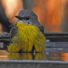 Eopsaltria australis (Eastern Yellow Robin) at Tidbinbilla Nature Reserve - 24 Apr 2018 by RodDeb