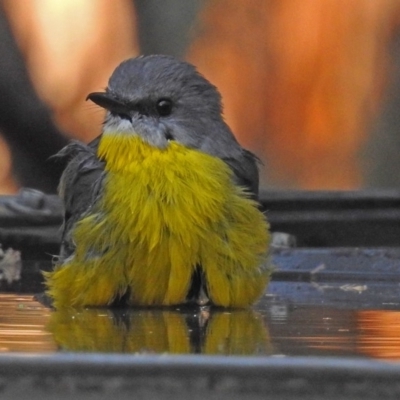 Eopsaltria australis (Eastern Yellow Robin) at Tidbinbilla Nature Reserve - 24 Apr 2018 by RodDeb