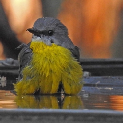 Eopsaltria australis (Eastern Yellow Robin) at Paddys River, ACT - 24 Apr 2018 by RodDeb