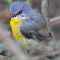 Eopsaltria australis at Paddys River, ACT - 24 Apr 2018