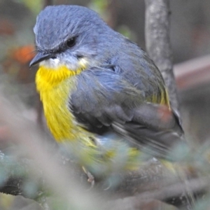 Eopsaltria australis at Paddys River, ACT - 24 Apr 2018