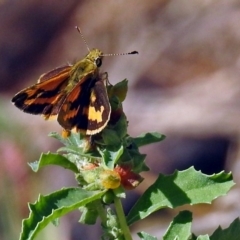 Ocybadistes walkeri (Green Grass-dart) at Tharwa, ACT - 25 Apr 2018 by RodDeb