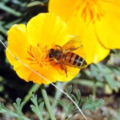 Apis mellifera (European honey bee) at Tharwa, ACT - 25 Apr 2018 by RodDeb