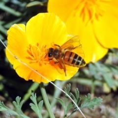 Apis mellifera (European honey bee) at Tharwa, ACT - 25 Apr 2018 by RodDeb