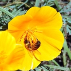 Apis mellifera at Tharwa, ACT - 25 Apr 2018