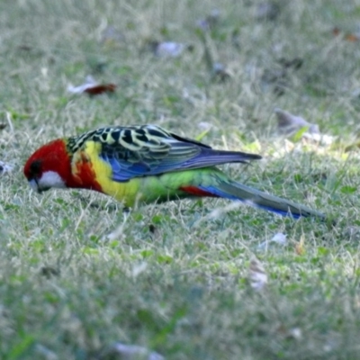 Platycercus eximius (Eastern Rosella) at Tharwa, ACT - 25 Apr 2018 by RodDeb