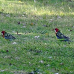 Platycercus eximius at Tharwa, ACT - 25 Apr 2018 11:35 AM