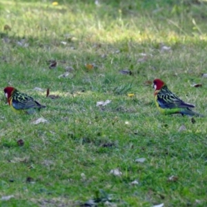 Platycercus eximius at Tharwa, ACT - 25 Apr 2018 11:35 AM