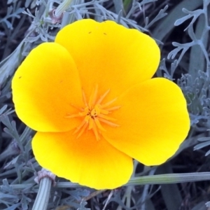 Eschscholzia californica at Tharwa, ACT - 25 Apr 2018