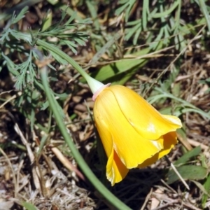 Eschscholzia californica at Tharwa, ACT - 25 Apr 2018