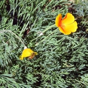 Eschscholzia californica at Tharwa, ACT - 25 Apr 2018