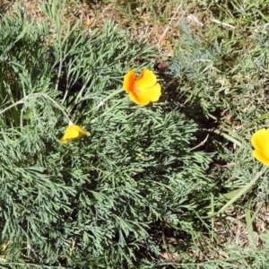 Eschscholzia californica at Tharwa, ACT - 25 Apr 2018