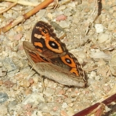 Junonia villida (Meadow Argus) at Tharwa, ACT - 25 Apr 2018 by RodDeb