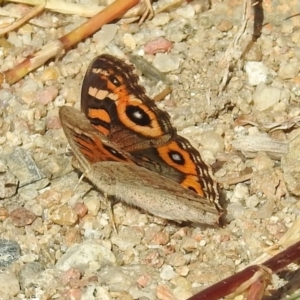 Junonia villida at Tharwa, ACT - 25 Apr 2018 12:01 PM