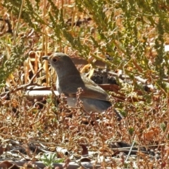 Colluricincla harmonica (Grey Shrikethrush) at Paddys River, ACT - 25 Apr 2018 by RodDeb