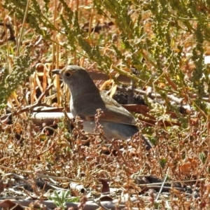 Colluricincla harmonica at Paddys River, ACT - 25 Apr 2018