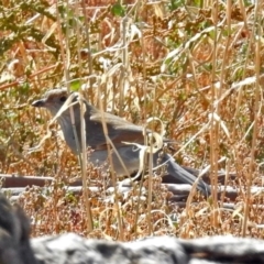 Colluricincla harmonica at Paddys River, ACT - 25 Apr 2018