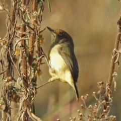 Acanthiza reguloides (Buff-rumped Thornbill) at Paddys River, ACT - 25 Apr 2018 by RodDeb