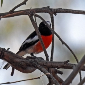 Petroica boodang at Paddys River, ACT - 25 Apr 2018 02:19 PM