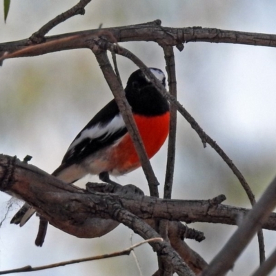 Petroica boodang (Scarlet Robin) at Paddys River, ACT - 25 Apr 2018 by RodDeb
